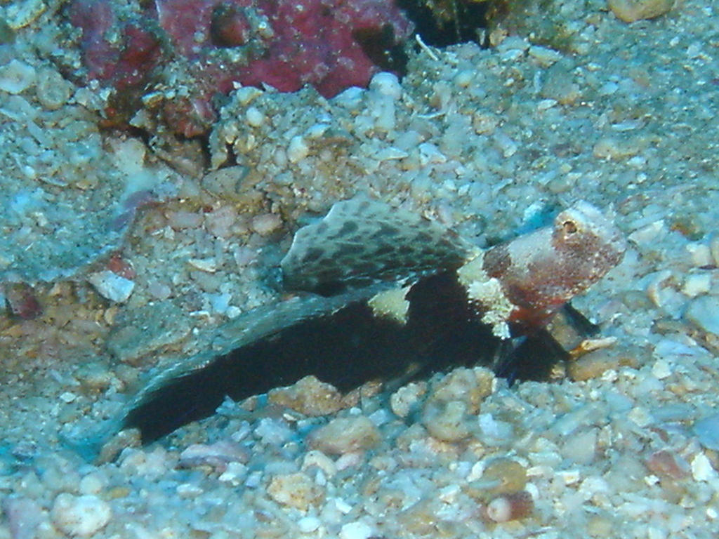 Creole Shrimpgoby