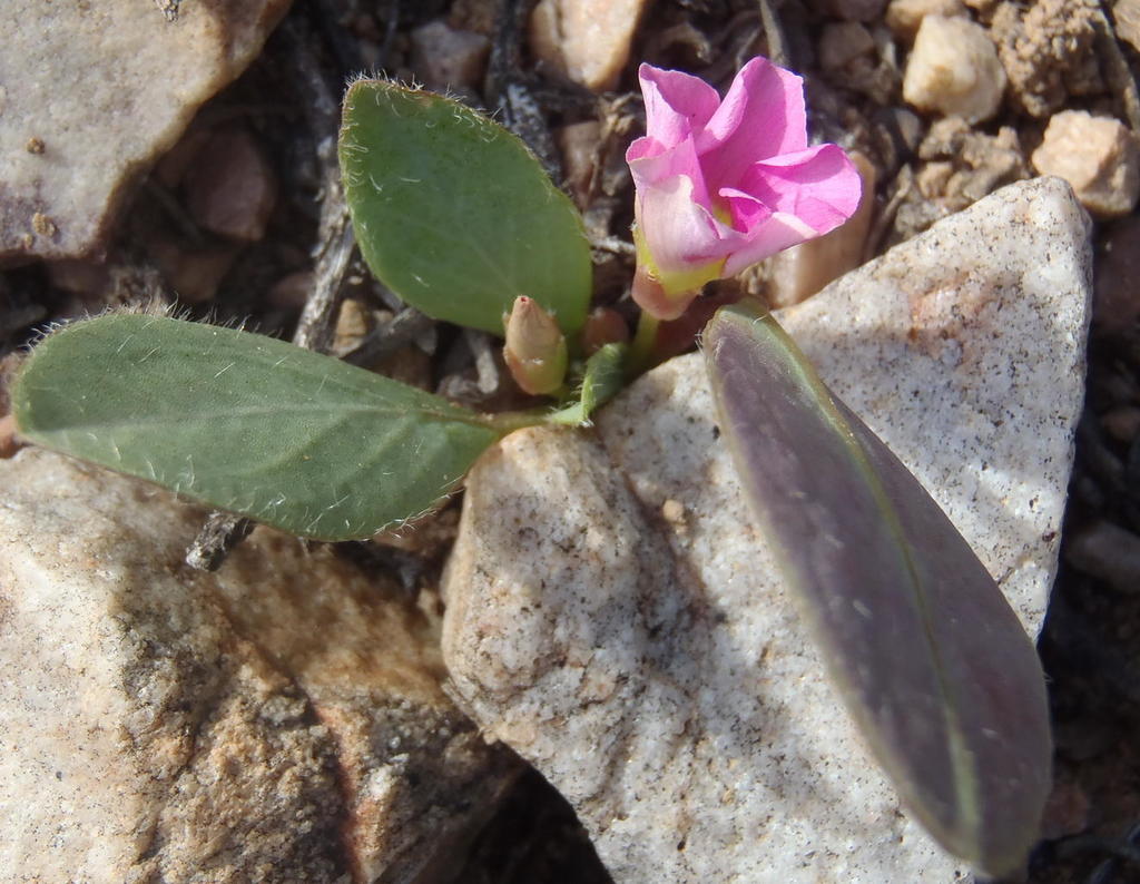 Singlet Sorrel