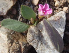 Oxalis nortieri