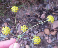 Bupleurum mundii