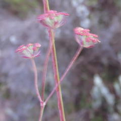 Bupleurum mundii