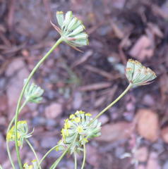 Bupleurum mundii