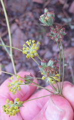 Bupleurum mundii