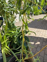Salix babylonica tortuosa