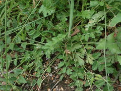 Erodium moschatum