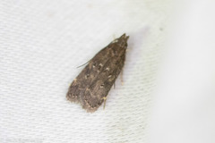 Helcystogramma melantherella