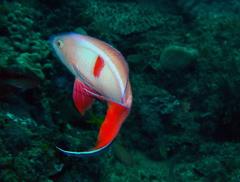 Pseudanthias cooperi