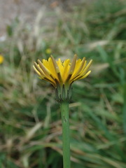 Hypochaeris radicata