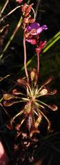 Drosera glabripes