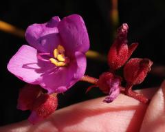 Drosera glabripes