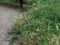 Hypochaeris radicata