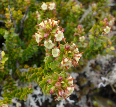 Epacris alpina