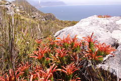 Erica quadrisulcata