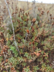 Hypericum linarioides