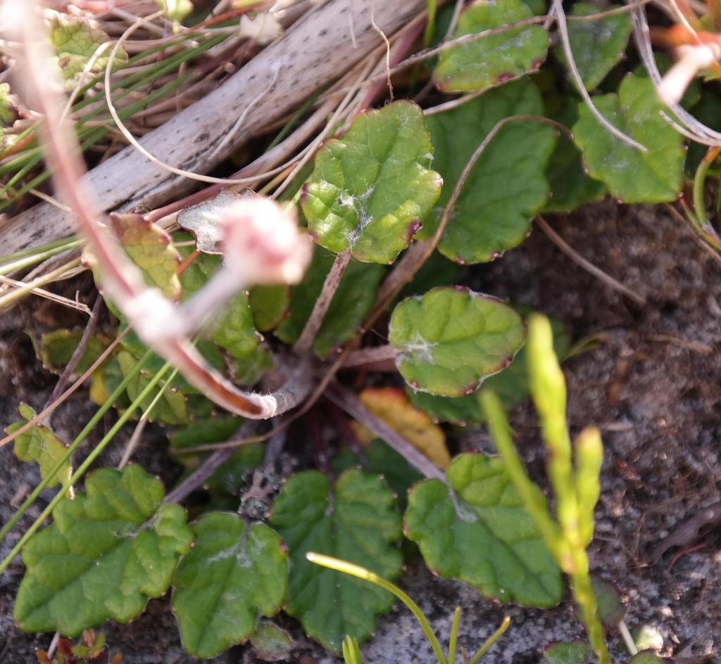 Crown Tinderleaf