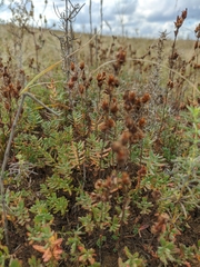 Hypericum linarioides