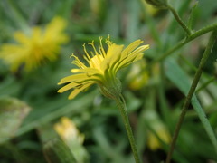 Crepis capillaris