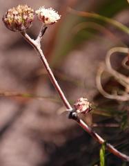 Hermas capitata