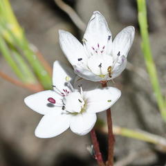 Crassula capensis capensis