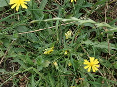 Crepis capillaris