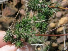 Prismatocarpus brevilobus