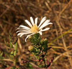 Symphyotrichum hallii