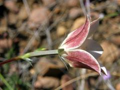 Prismatocarpus brevilobus