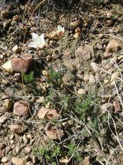 Prismatocarpus brevilobus