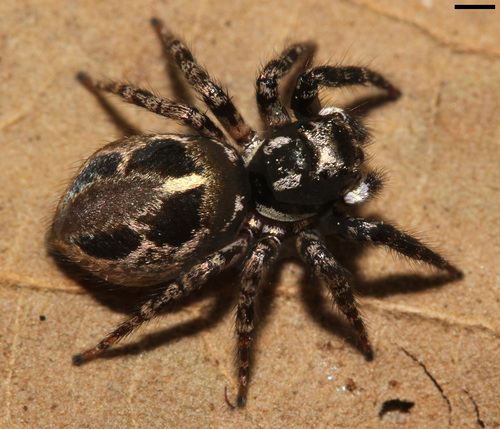 Twin-flagged Jumping Spider