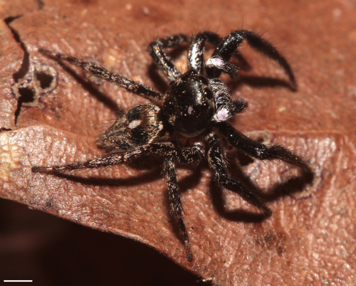 Twin-flagged Jumping Spider