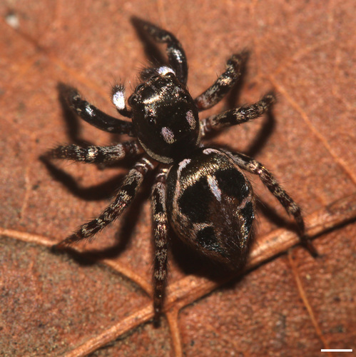 Twin-flagged Jumping Spider