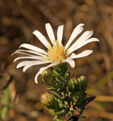 Symphyotrichum hallii