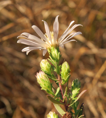 Symphyotrichum hallii