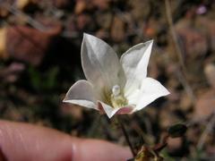 Prismatocarpus brevilobus