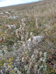 Rhinanthus serotinus aestivalis