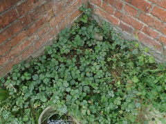 Ranunculus repens