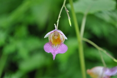 Impatiens platyceras