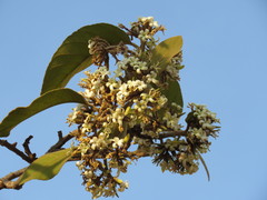 Aspidosperma