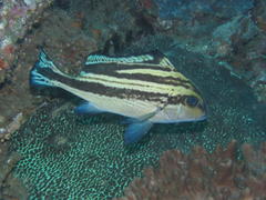 Plectorhinchus centurio