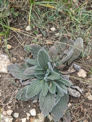 Ajuga orientalis