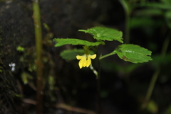 Impatiens quadriloba