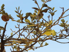 Aspidosperma