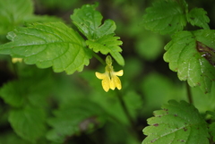 Impatiens quadriloba