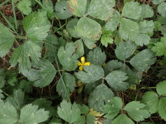 Ranunculus repens