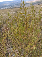 Spiraea hypericifolia