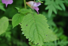 Impatiens platyceras