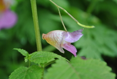 Impatiens platyceras