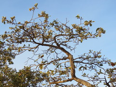 Aspidosperma