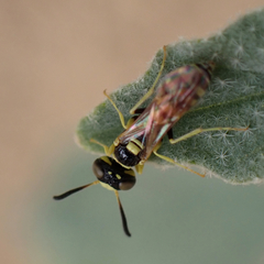 Philanthus pulchellus