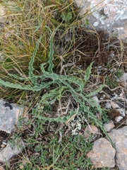 Tragopogon undulatus